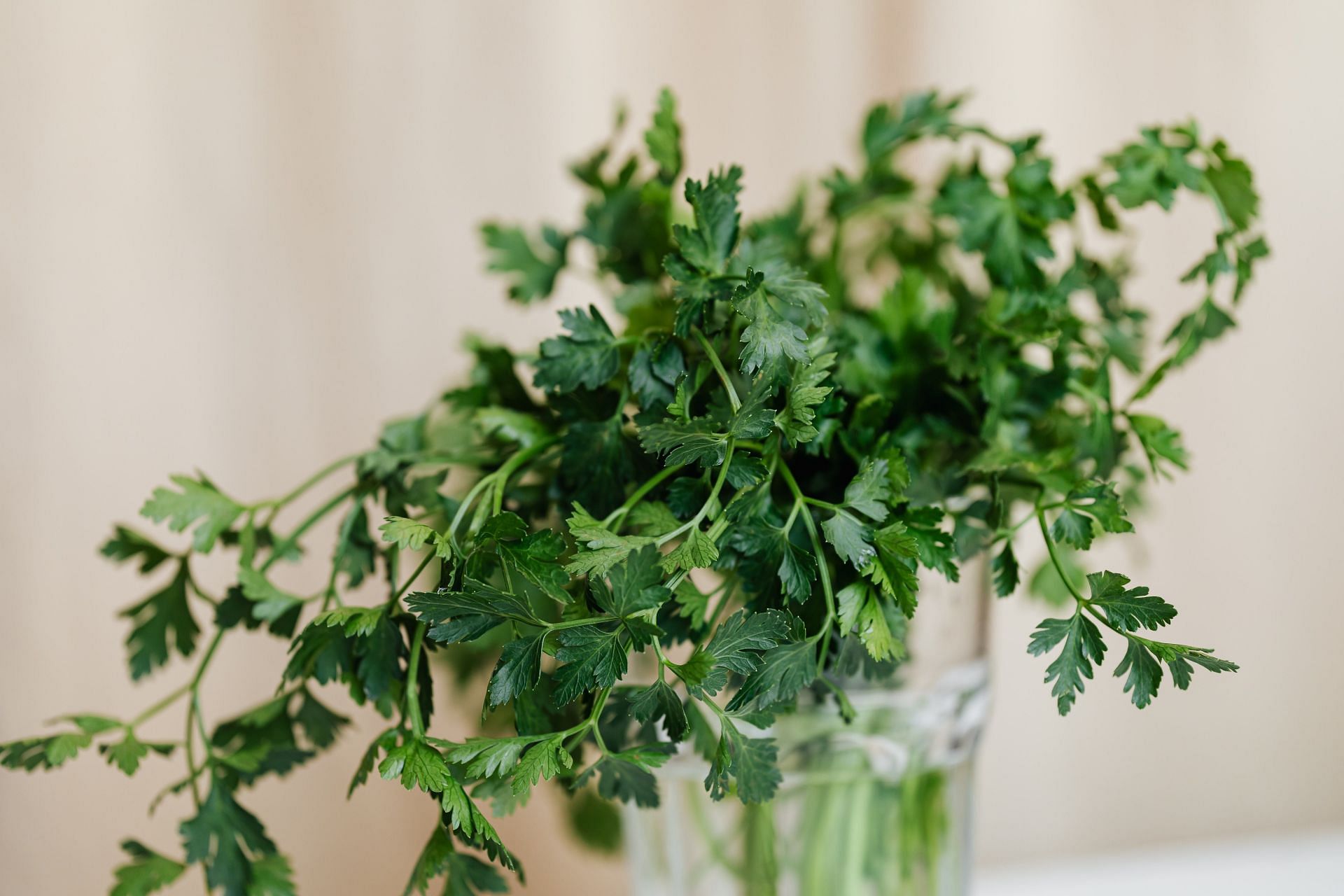 Importance of morning drinks (image sourced via Pexels / Photo by karolina)